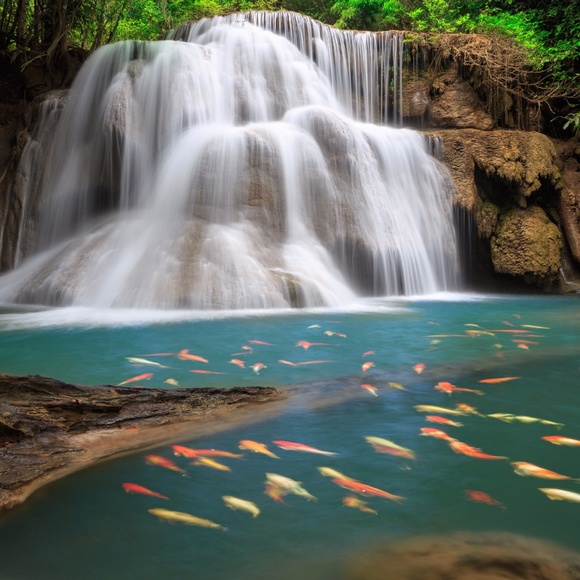 Meet your Posher, Su - Picture 1 of 1